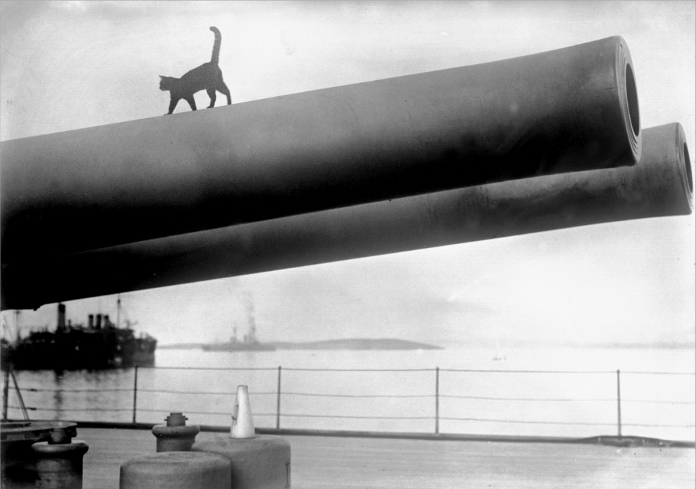 Na czarno-białym zdjęciu widać wielkie lufy armatnie, po których przechadza się kot.